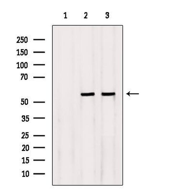 NEU4 Antibody in Western Blot (WB)