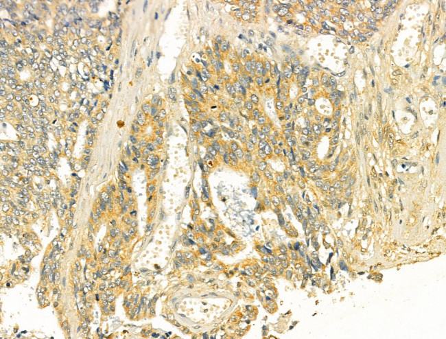 TOMM40 Antibody in Immunohistochemistry (Paraffin) (IHC (P))