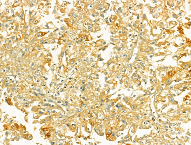 TOMM40 Antibody in Immunohistochemistry (Paraffin) (IHC (P))