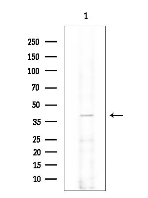 TOMM40 Antibody in Western Blot (WB)