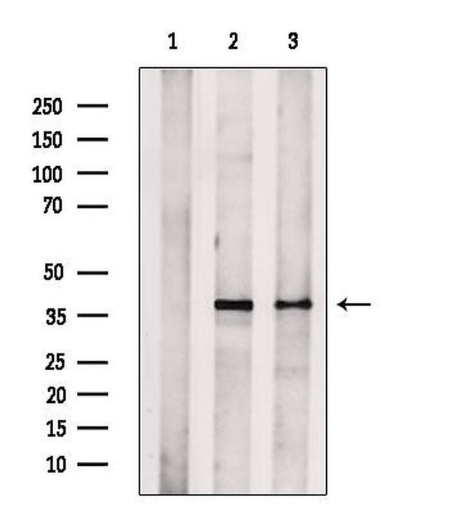 TOMM40 Antibody in Western Blot (WB)