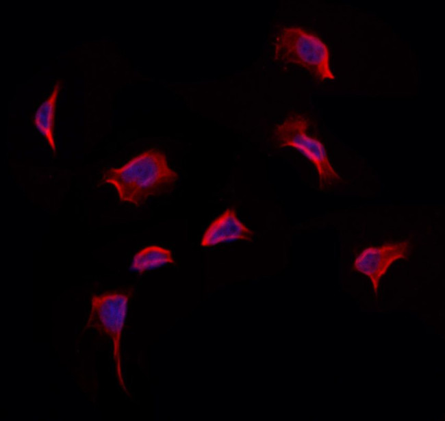 STBD1 Antibody in Immunocytochemistry (ICC/IF)