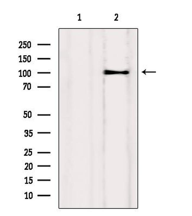 Drebrin Antibody in Western Blot (WB)