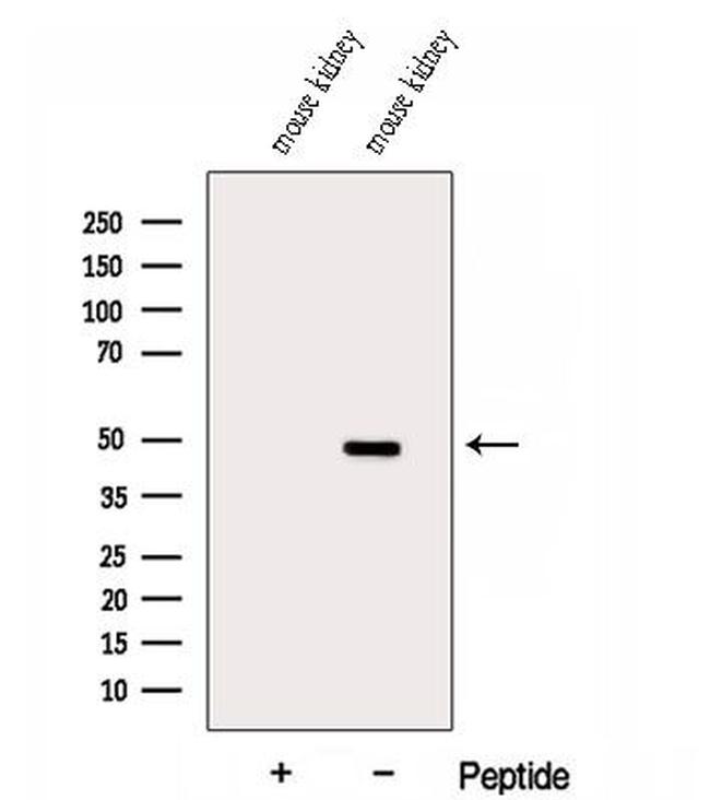 DUSP7 Antibody in Western Blot (WB)