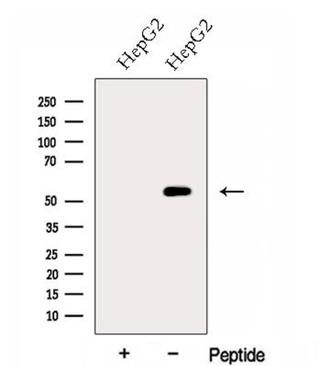 FZR1 Antibody in Western Blot (WB)