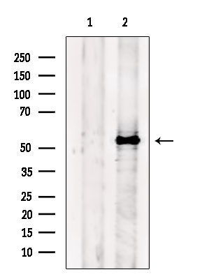 FZR1 Antibody in Western Blot (WB)