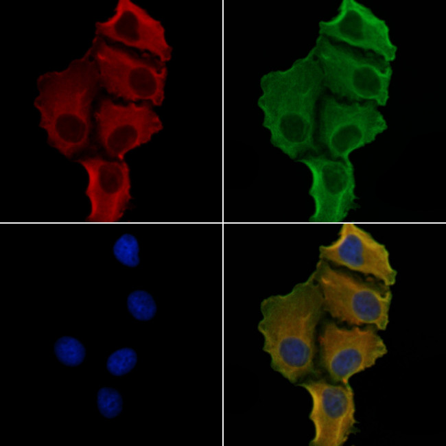 KIF26B Antibody in Immunocytochemistry (ICC/IF)