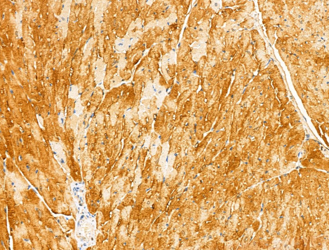 KPTN Antibody in Immunohistochemistry (Paraffin) (IHC (P))