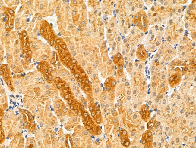 KPTN Antibody in Immunohistochemistry (Paraffin) (IHC (P))