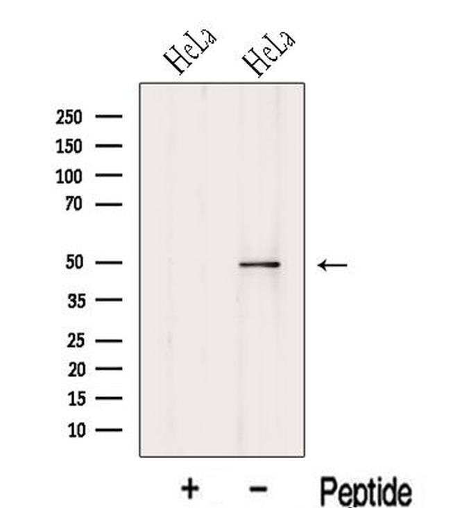 KPTN Antibody in Western Blot (WB)