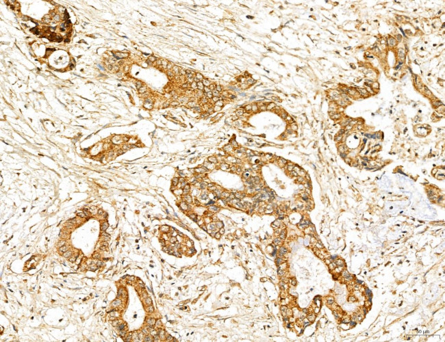 MAN1A2 Antibody in Immunohistochemistry (Paraffin) (IHC (P))