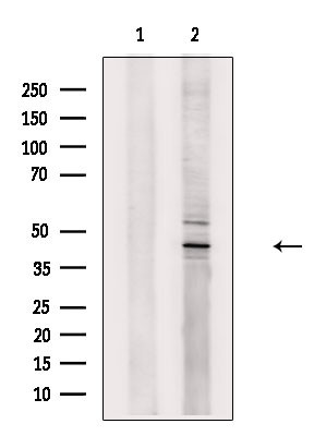 TAF7L Antibody in Western Blot (WB)