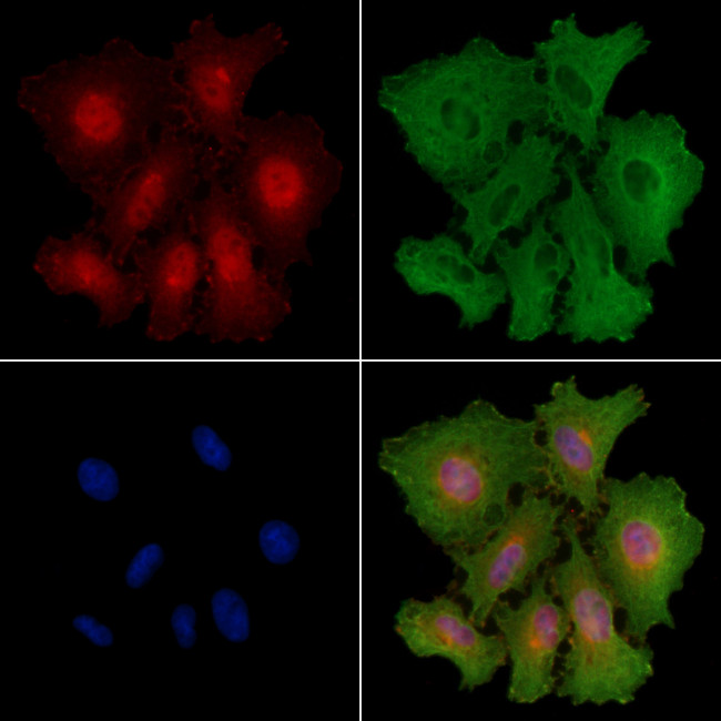 MOB1 Antibody in Immunocytochemistry (ICC/IF)