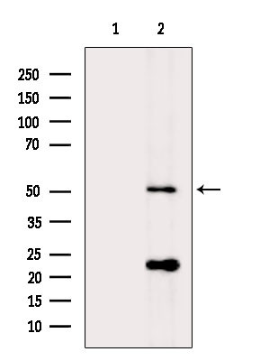 PI3K p55 gamma Antibody in Western Blot (WB)