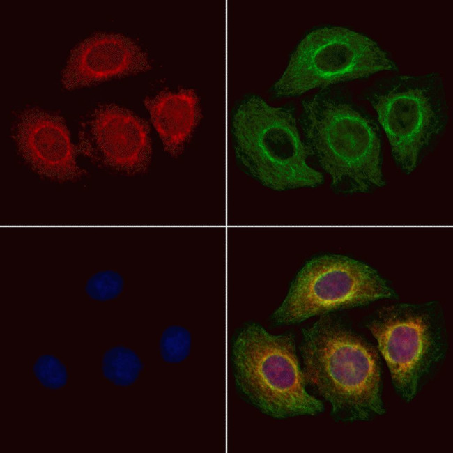 TRIO Antibody in Immunocytochemistry (ICC/IF)