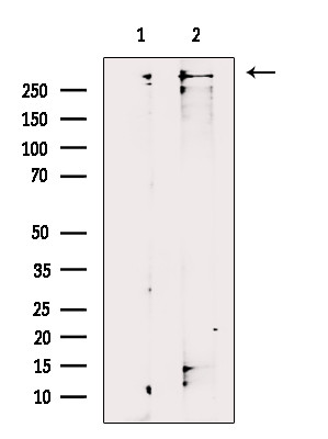 TRIO Antibody in Western Blot (WB)