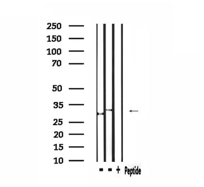 TRIO Antibody in Western Blot (WB)