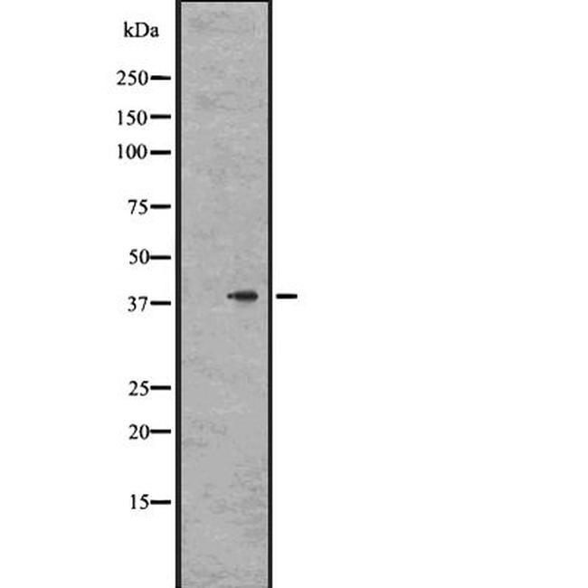 GPR78 Antibody in Western Blot (WB)