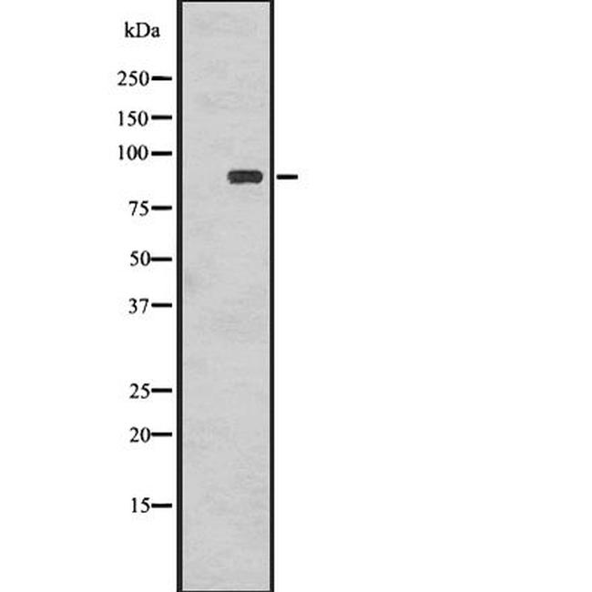 Phospho-RSK1 (Thr359, Ser363) Antibody in Western Blot (WB)