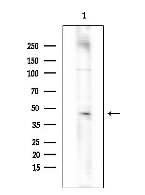 Phospho-PKM2 (Tyr105) Antibody in Western Blot (WB)