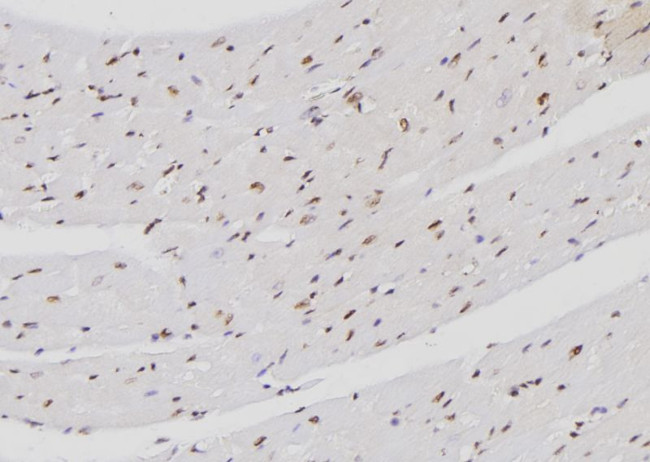 FXR2 Antibody in Immunohistochemistry (Paraffin) (IHC (P))