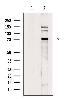 FXR2 Antibody in Western Blot (WB)