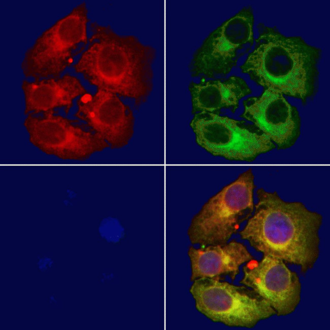 AKAP13 Antibody in Immunocytochemistry (ICC/IF)