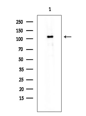 SMG7 Antibody in Western Blot (WB)