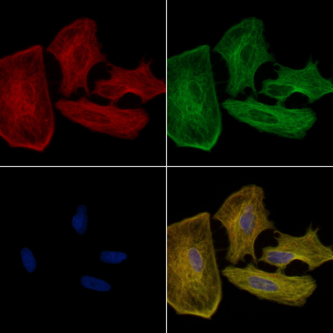 MRPS35 Antibody in Immunocytochemistry (ICC/IF)