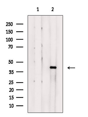 MRPS35 Antibody in Western Blot (WB)