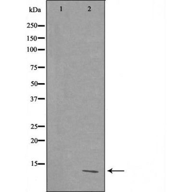 RPL39 Antibody in Western Blot (WB)