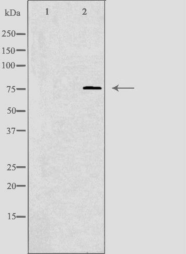 KAL1 Antibody in Western Blot (WB)