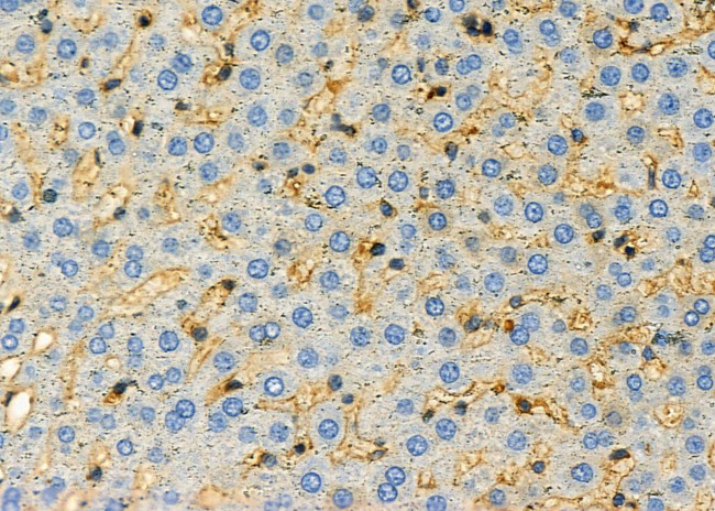 Carboxypeptidase E Antibody in Immunohistochemistry (Paraffin) (IHC (P))