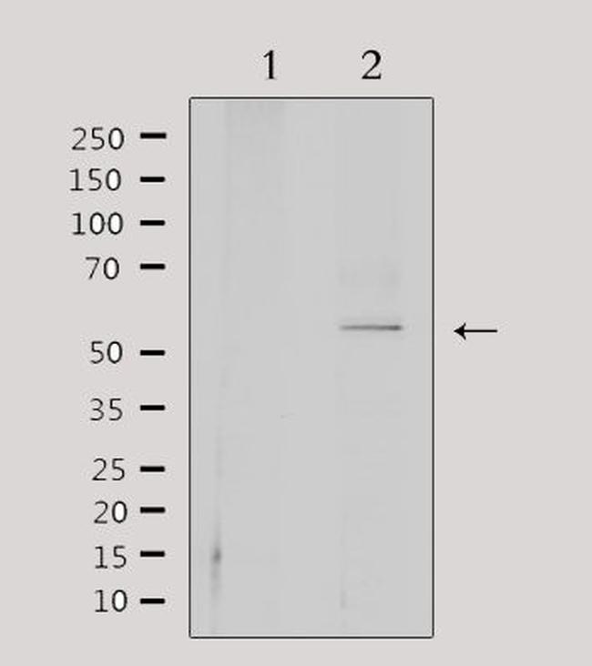 CEP55 Antibody in Western Blot (WB)