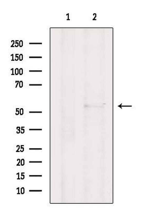 CEP55 Antibody in Western Blot (WB)