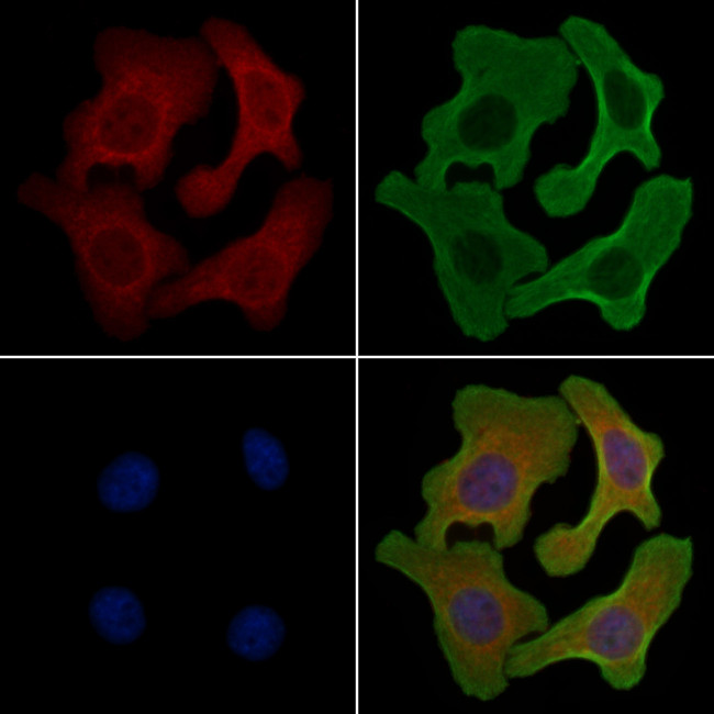 POFUT1 Antibody in Immunocytochemistry (ICC/IF)