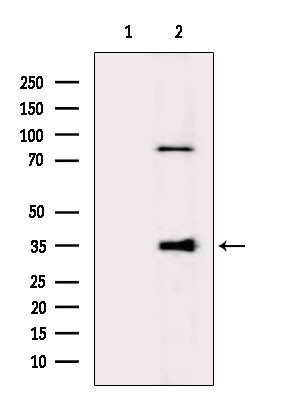 GIMAP5 Antibody in Western Blot (WB)