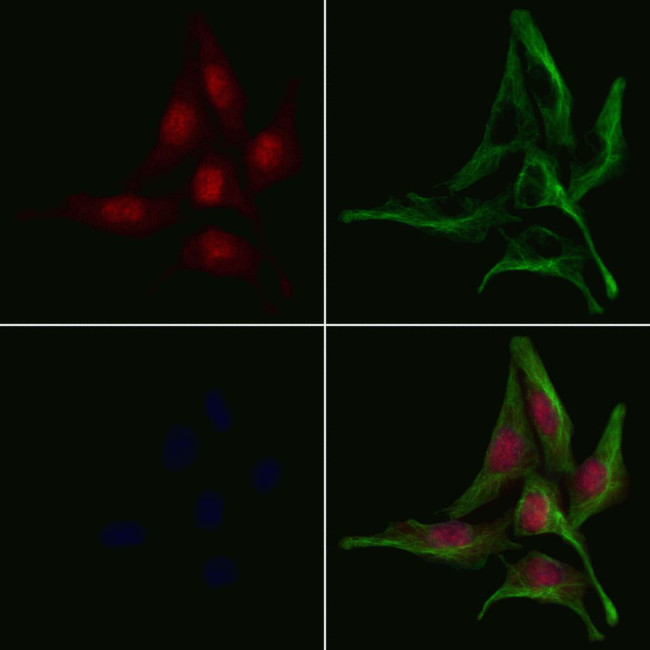 GNAL Antibody in Immunocytochemistry (ICC/IF)