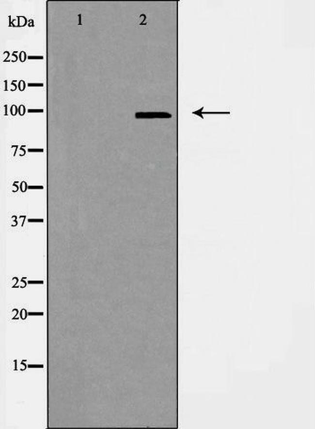 CEP97 Antibody in Western Blot (WB)