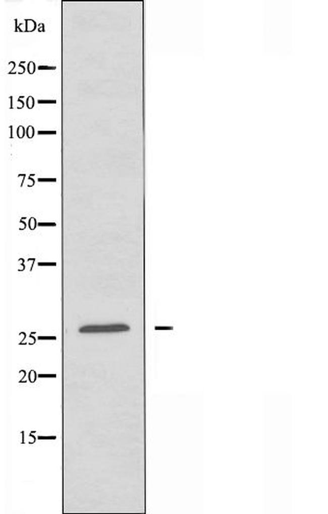 MRPS34 Antibody in Western Blot (WB)