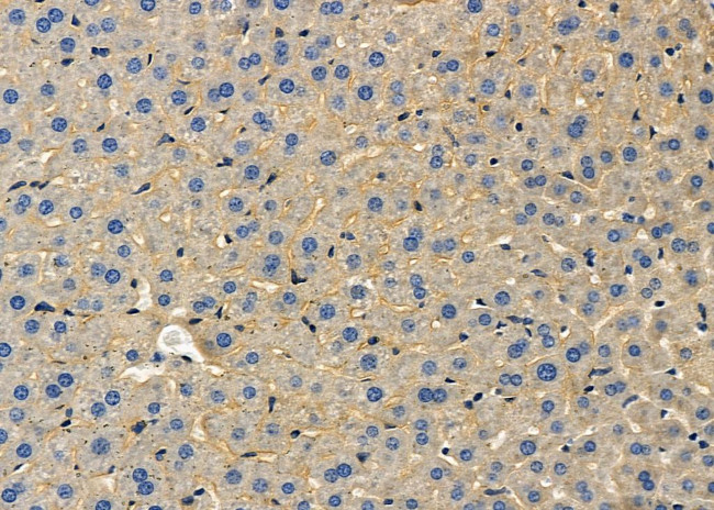 SLC16A2 Antibody in Immunohistochemistry (Paraffin) (IHC (P))