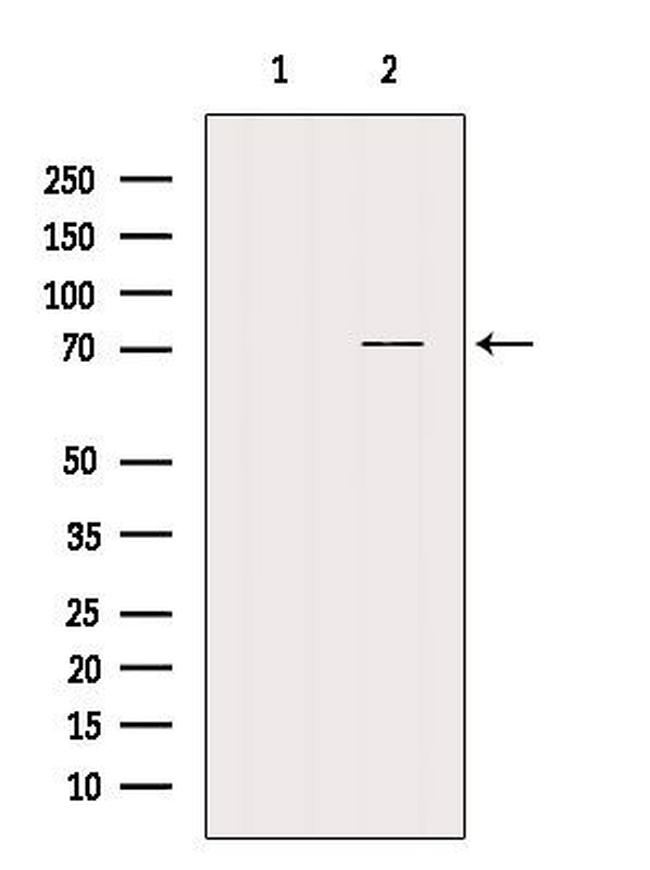 NRXN3 Antibody in Western Blot (WB)