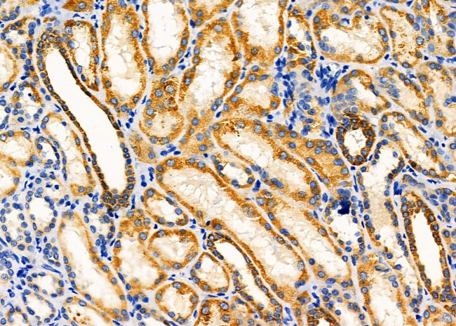 KCNK4 Antibody in Immunohistochemistry (Paraffin) (IHC (P))