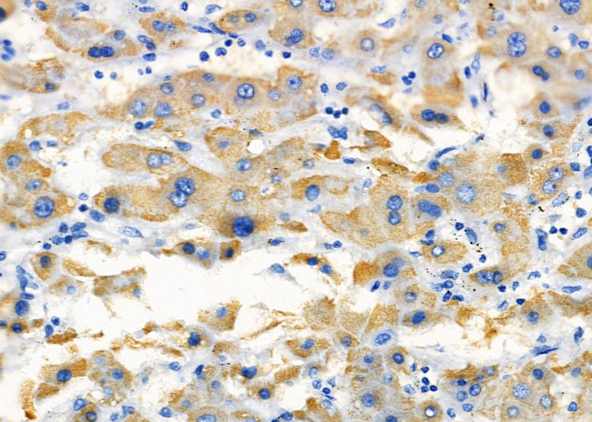 KCNK4 Antibody in Immunohistochemistry (Paraffin) (IHC (P))