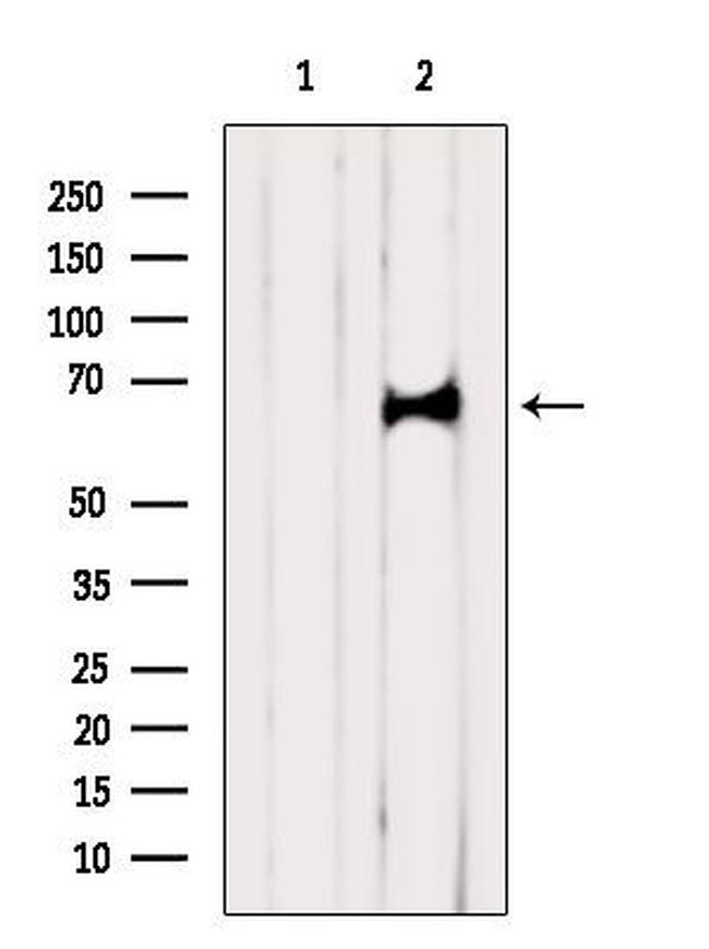 CDC40 Antibody in Western Blot (WB)