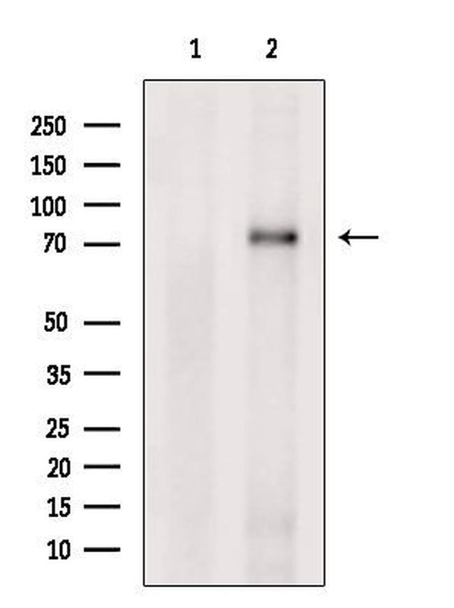 PRPF39 Antibody in Western Blot (WB)