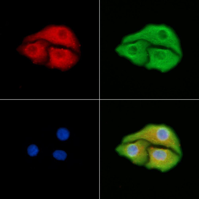 PDXDC1 Antibody in Immunocytochemistry (ICC/IF)