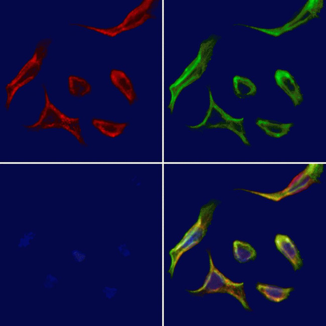 SLC24A4 Antibody in Immunocytochemistry (ICC/IF)