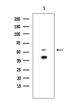 TIGD3 Antibody in Western Blot (WB)