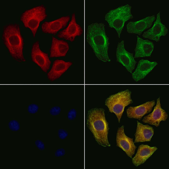 Kir2.3 (KCNJ4) Antibody in Immunocytochemistry (ICC/IF)